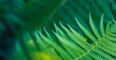 ESG Green Ferns